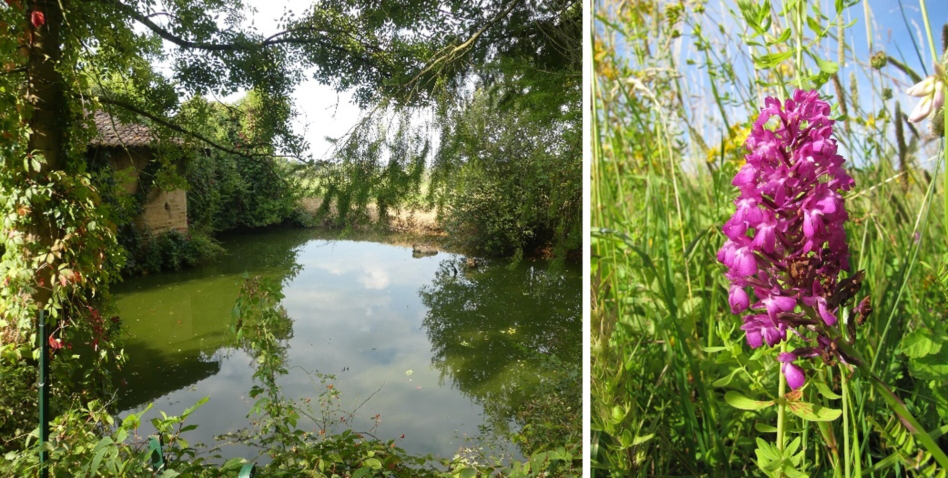 etudes-environnementales_assemblage-2