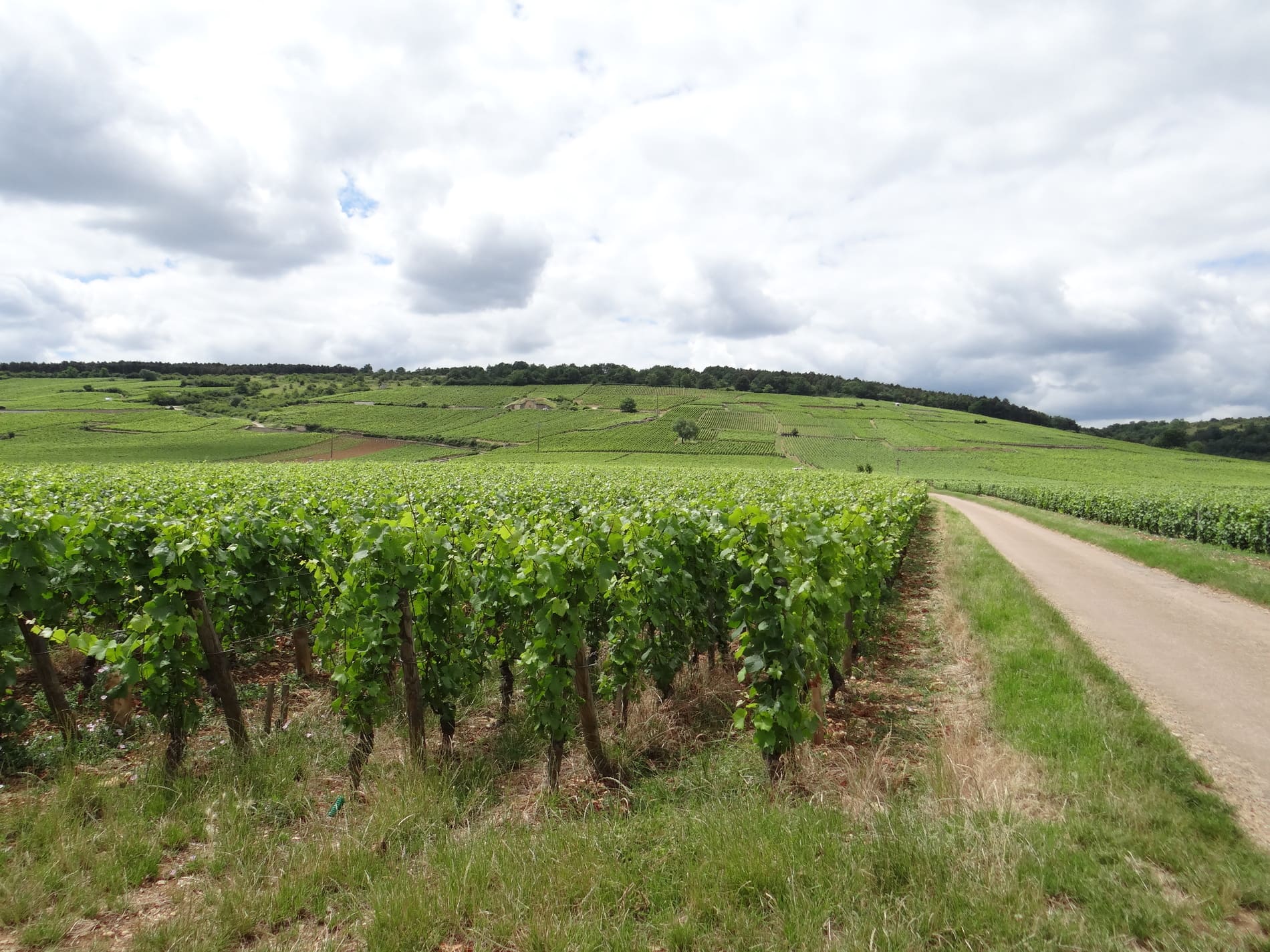 Vignes